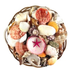 Download Conchas Do Mar Artigos Para Decoracao Crisart Free Get Wallpaper Conchas Do Mar Artigos Para Decoracao Crisart Free