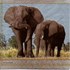 Guardanapo GDF-275 (13306430) Elephants - com 1 unidade