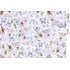 Papel para Decoupage Opa OPAPEL - 3188 Estamparia Flores Papoulas Brancas